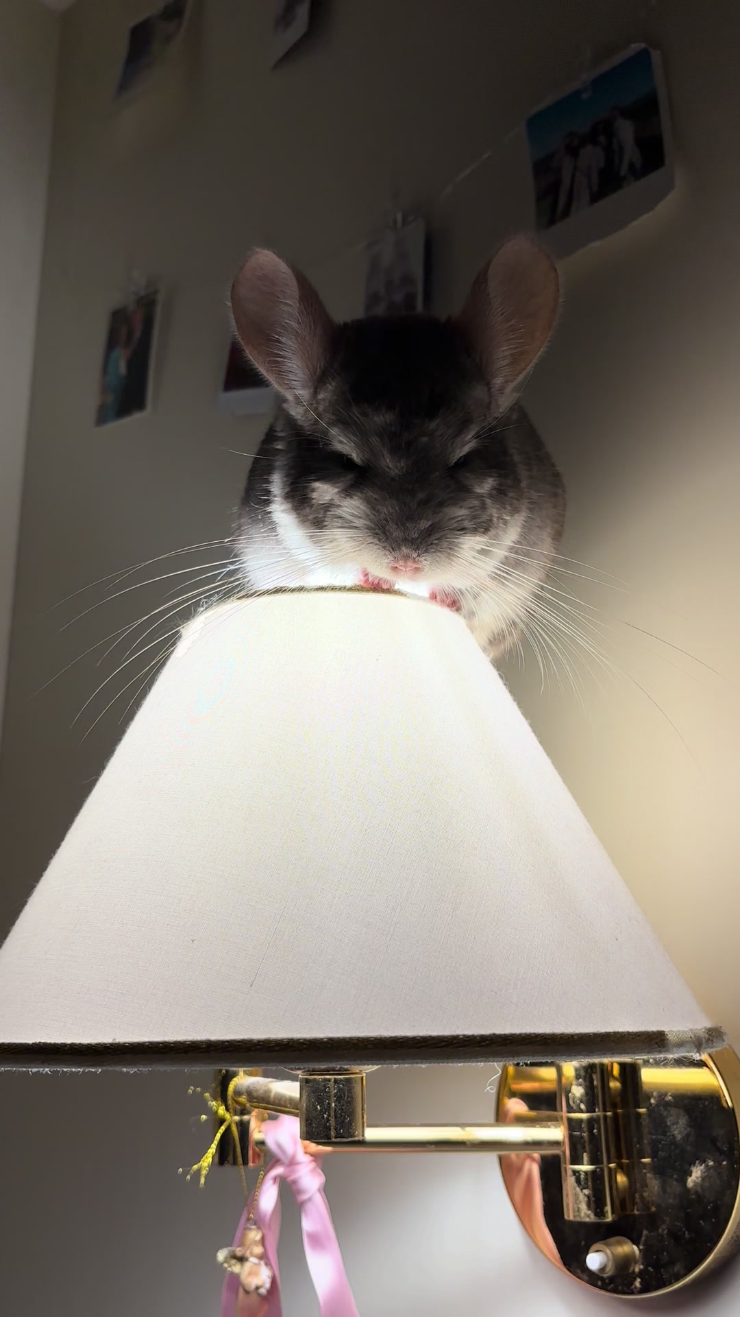 @AlbiTheCinci🐭
