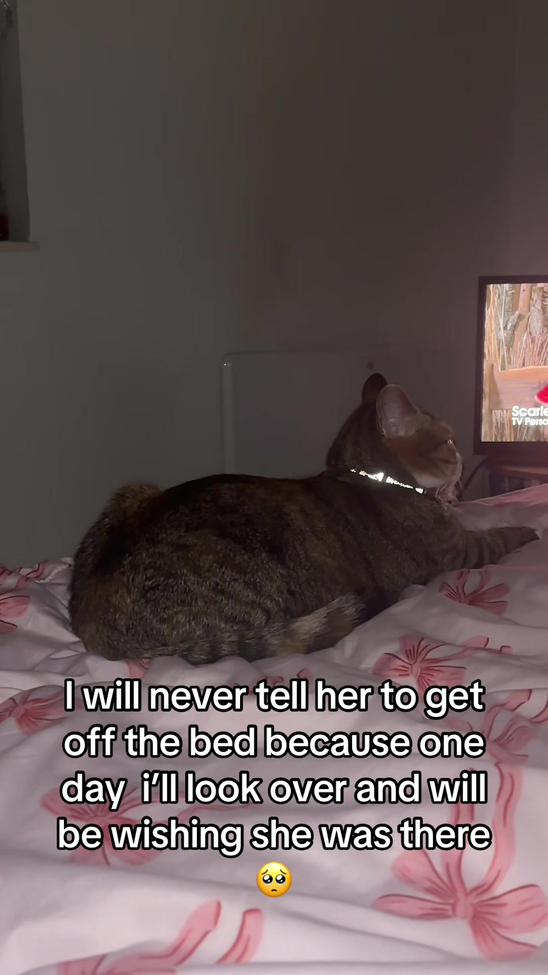 @mitsy.the.cat01