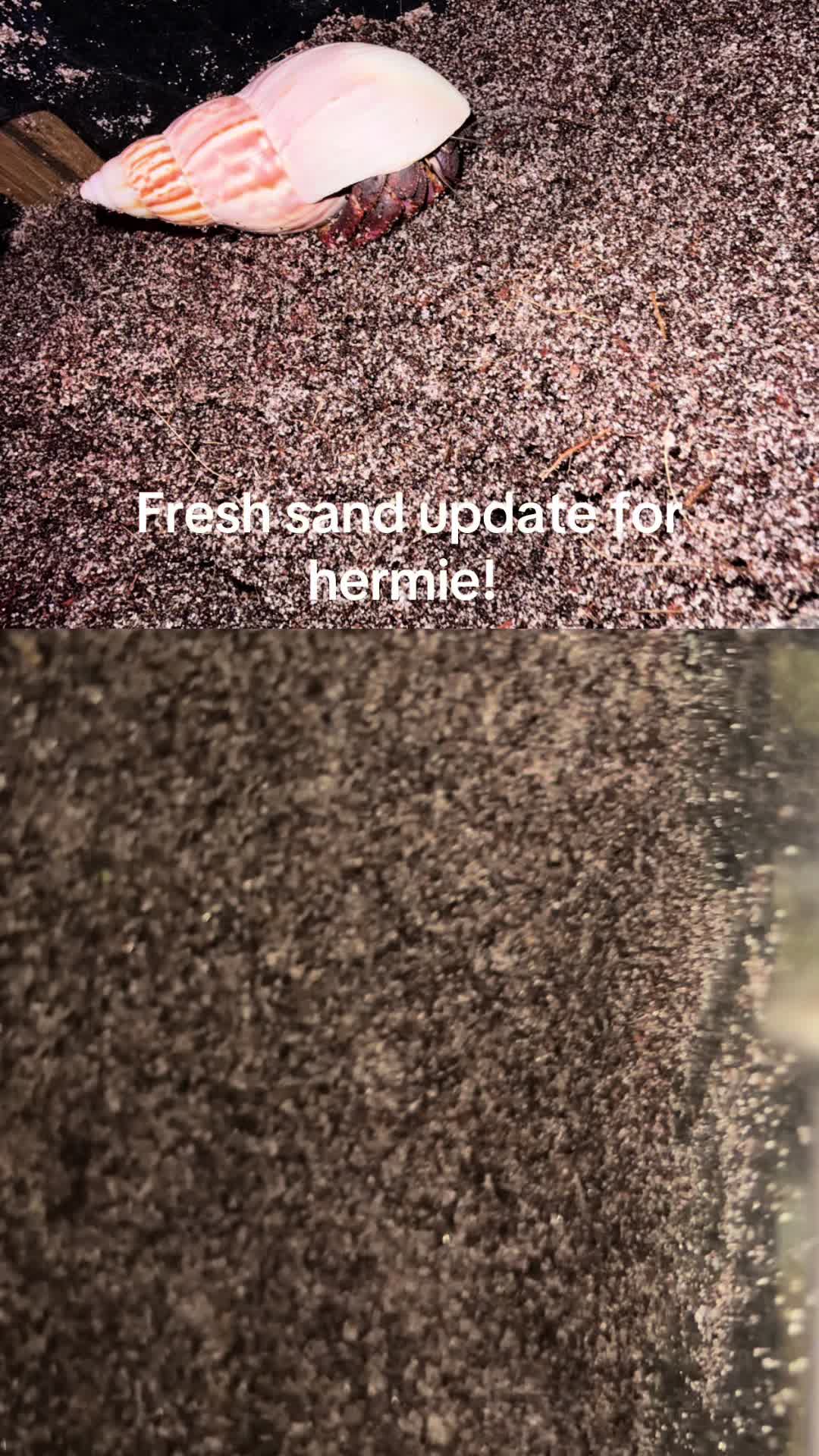 @hermie the hermit crab