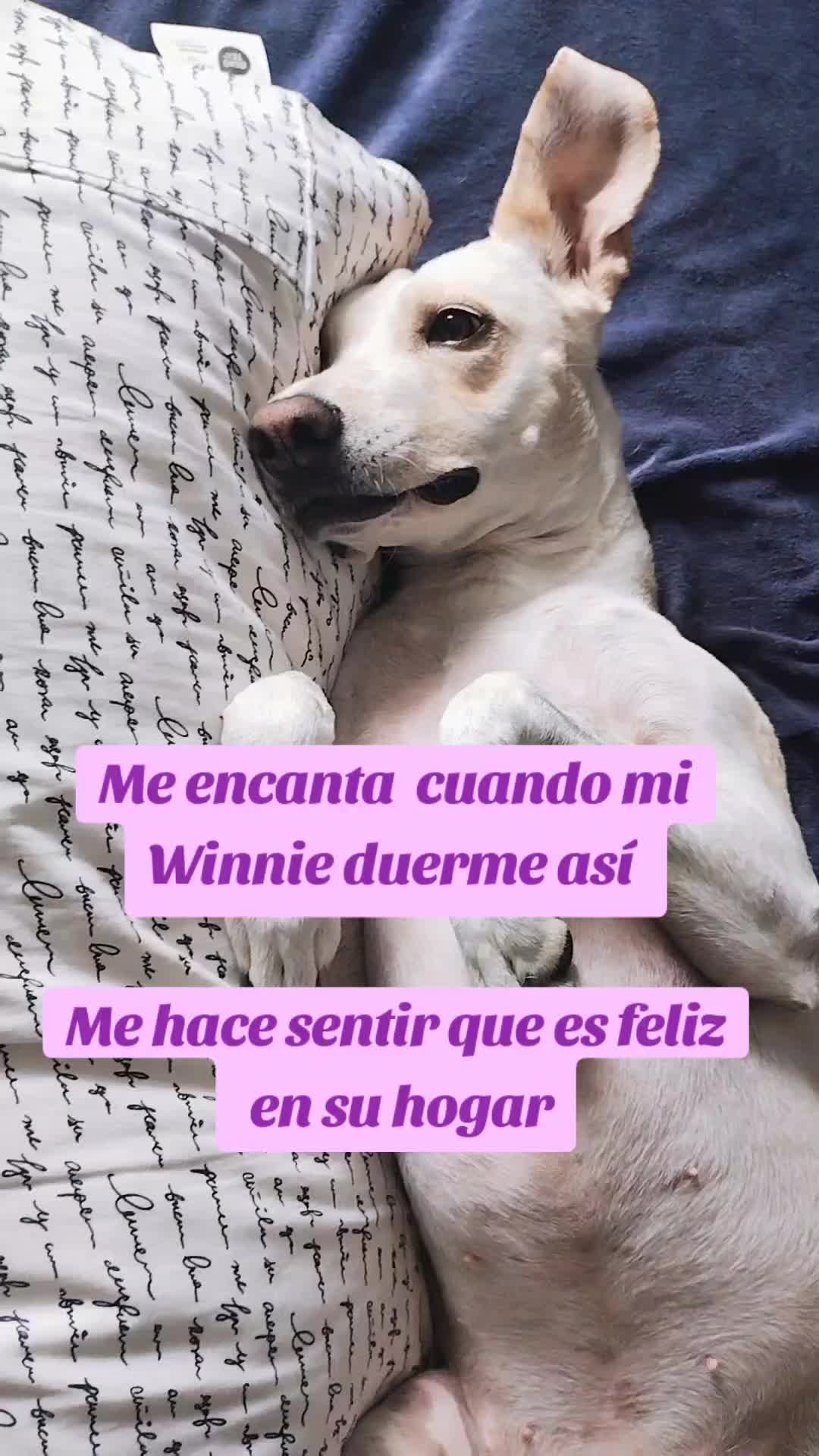 @winnie ❤🦮