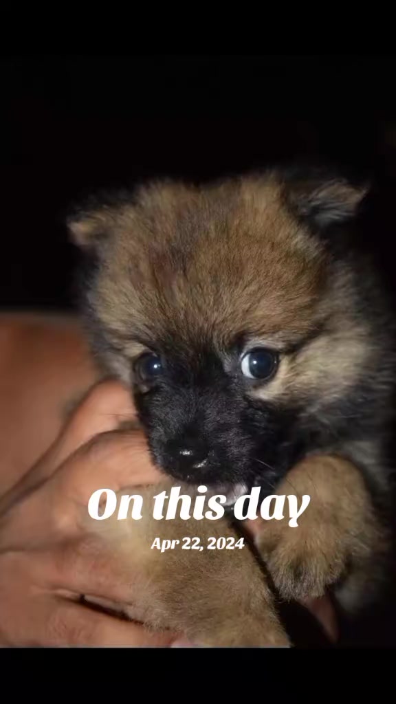 @🥰🐕Dog lover🐕🥰