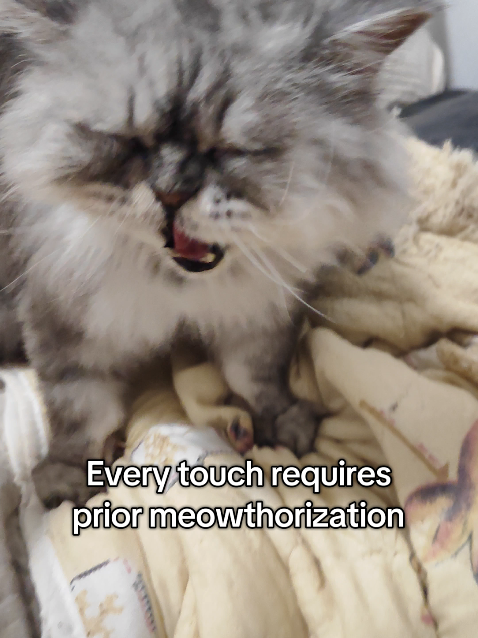 @Fluffy and Pixie