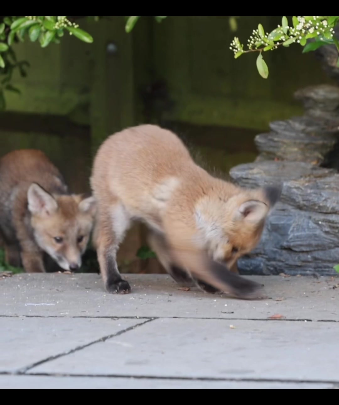 @gp_foxes