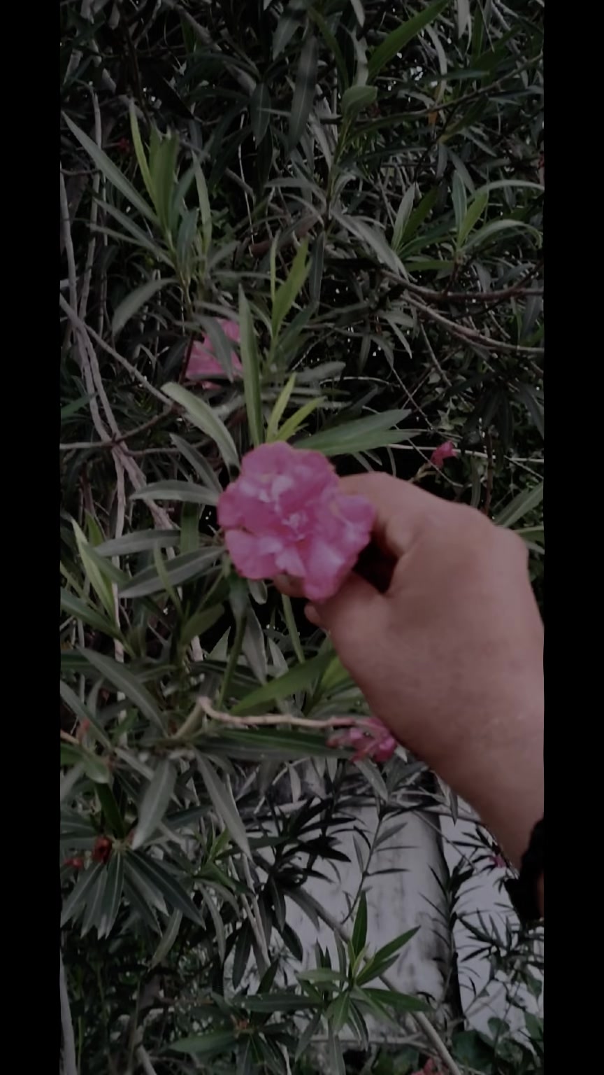 @sg _tilak