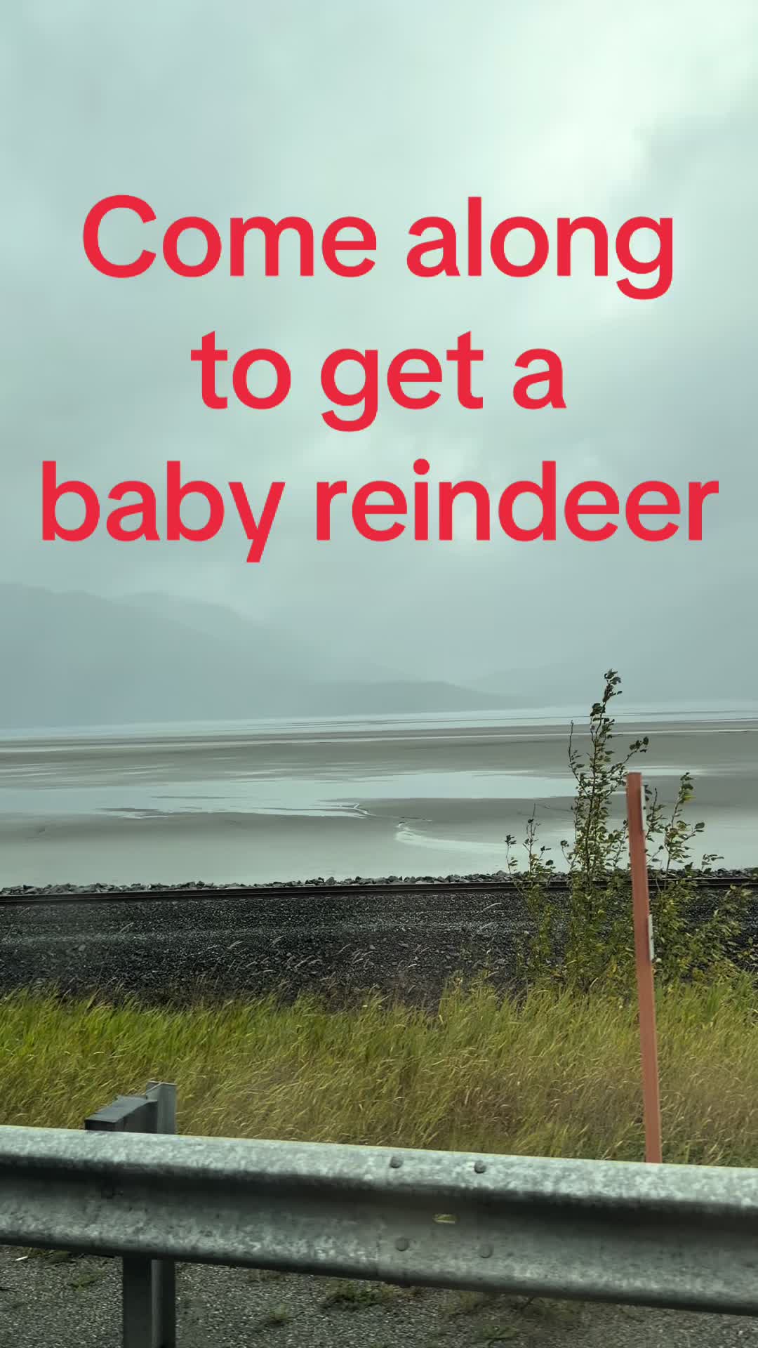 @ShyReindeerGirl