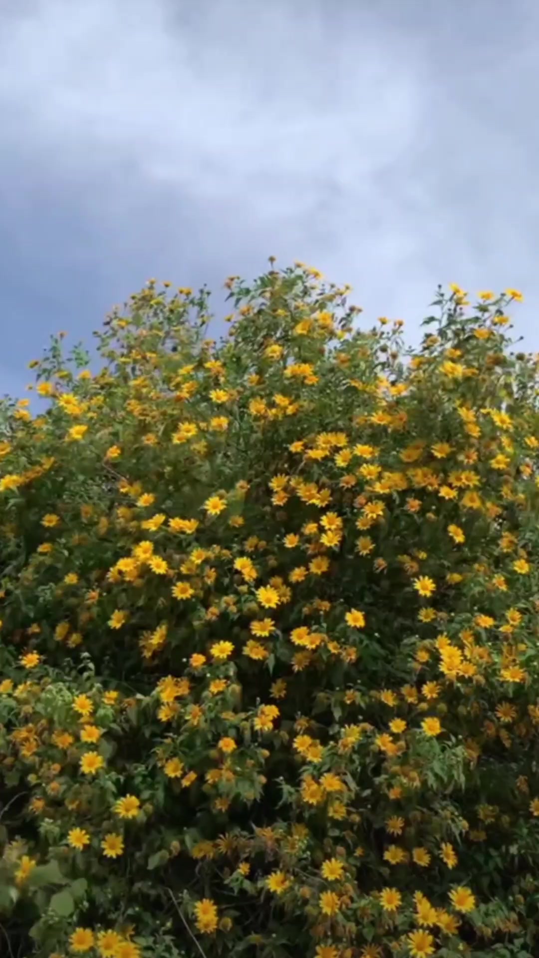 @Flores en Marte.