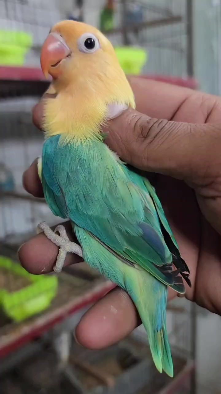 @ROYAL BIRD US