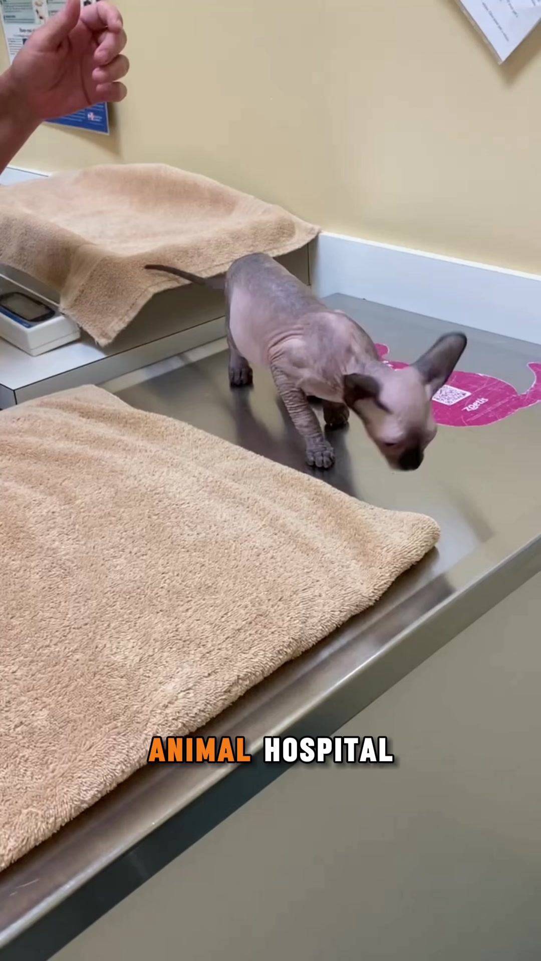 @ArlingtonAnimalHospitalsk