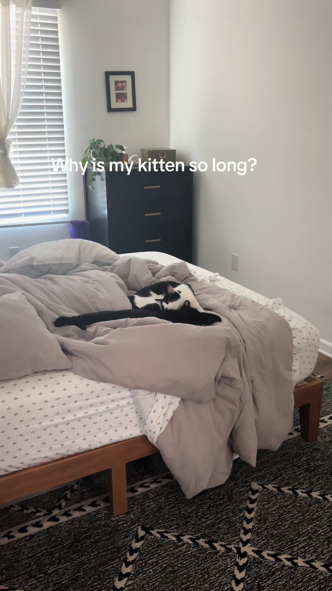 @Christina | Cat Rescue 🐾