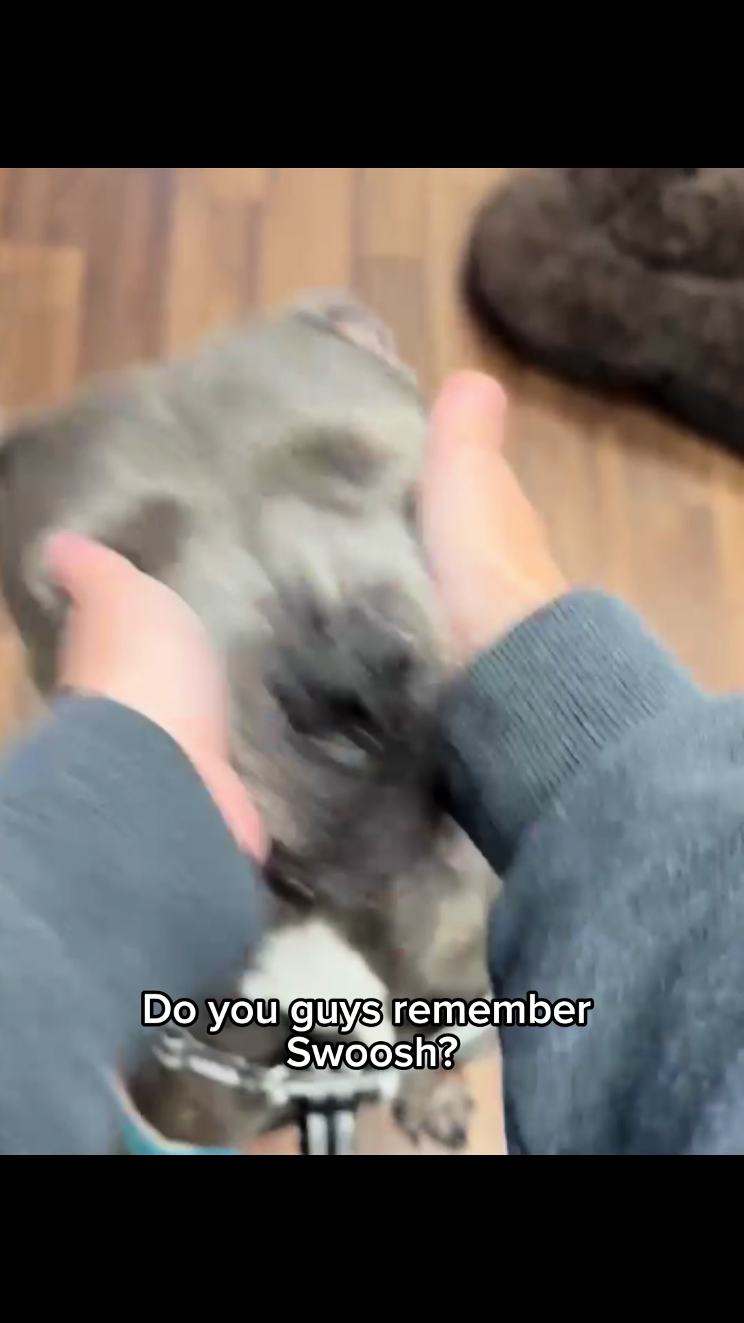 @Seattle Animal Shelter