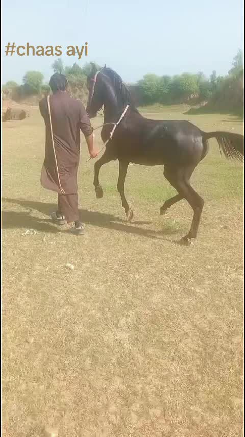 @horse dance #world