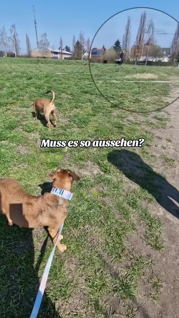 @Staffordshiremix Geschwister🐾