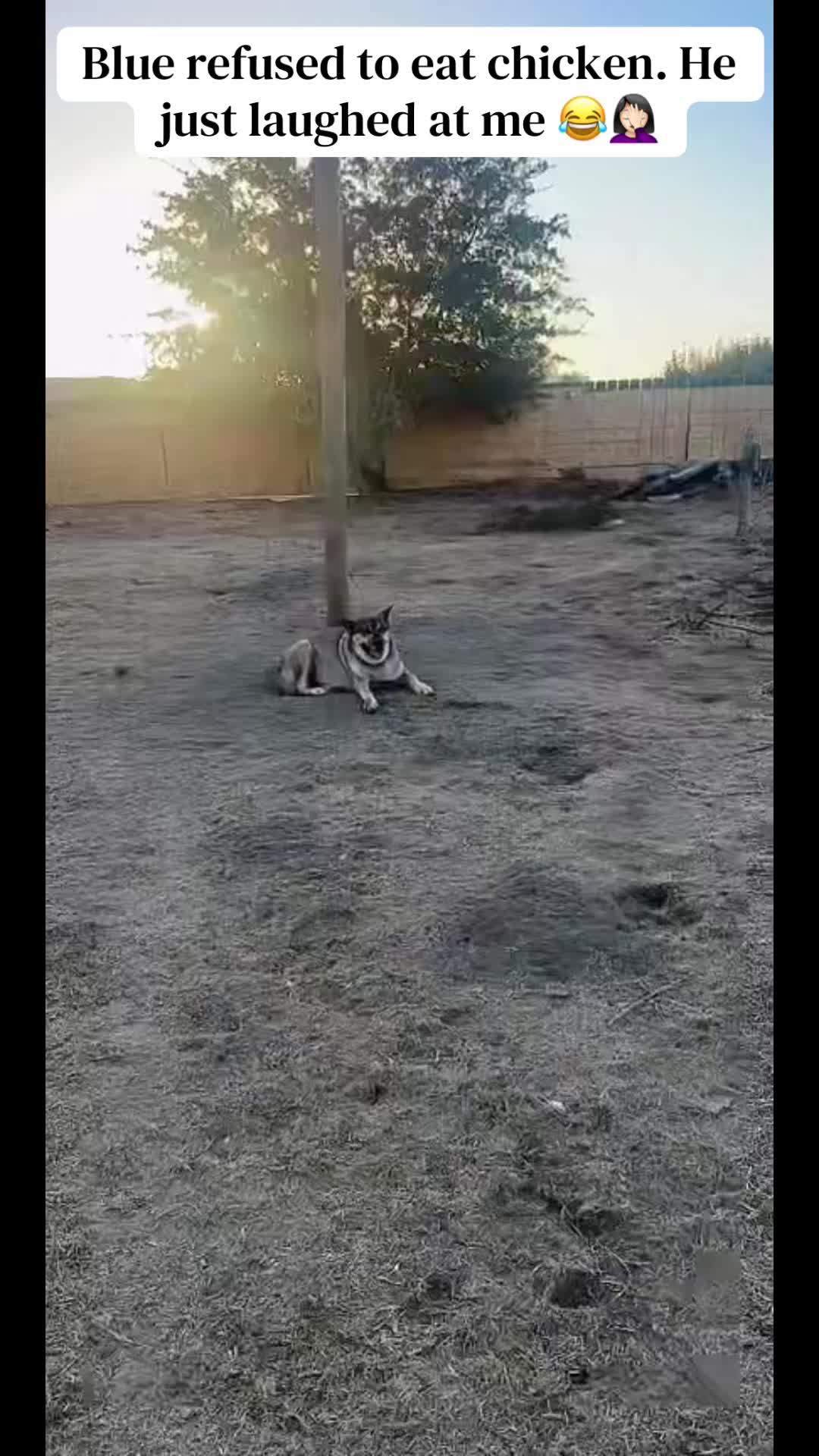 @miloodieclarkandbluespak