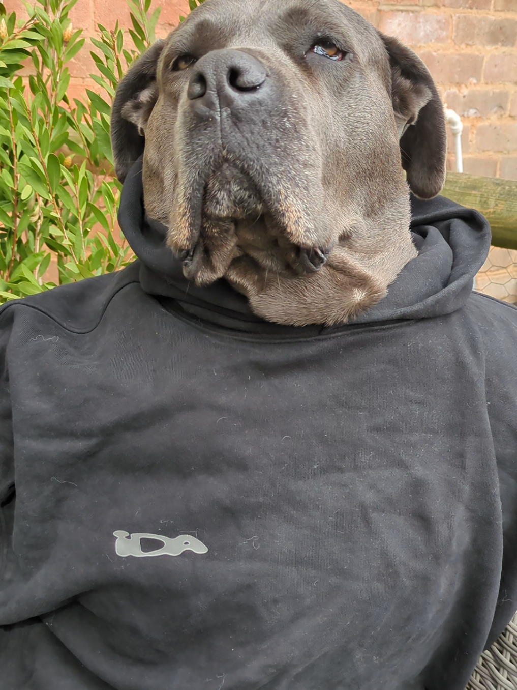 @mist_the_canecorso