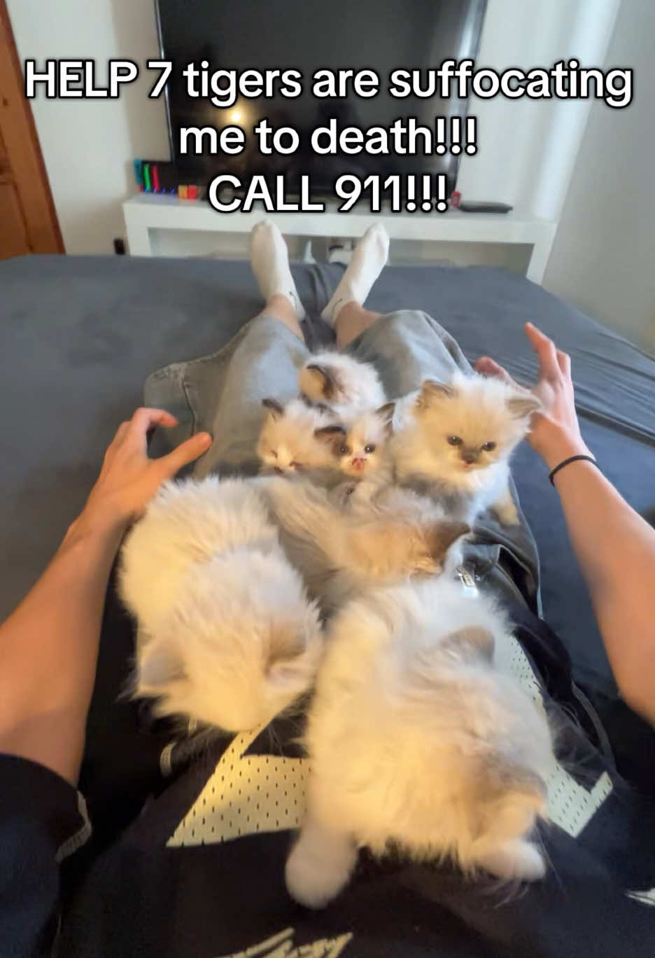 @Cute Ragdolls