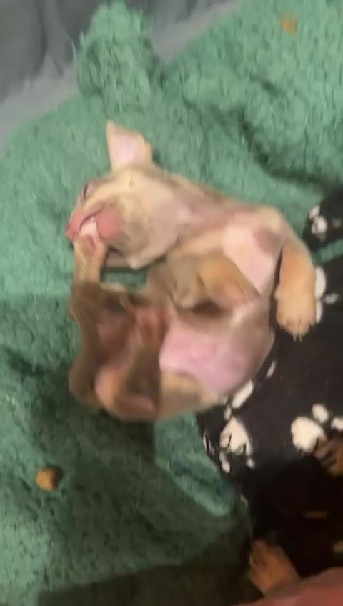 @Suffolk Chihuahuas