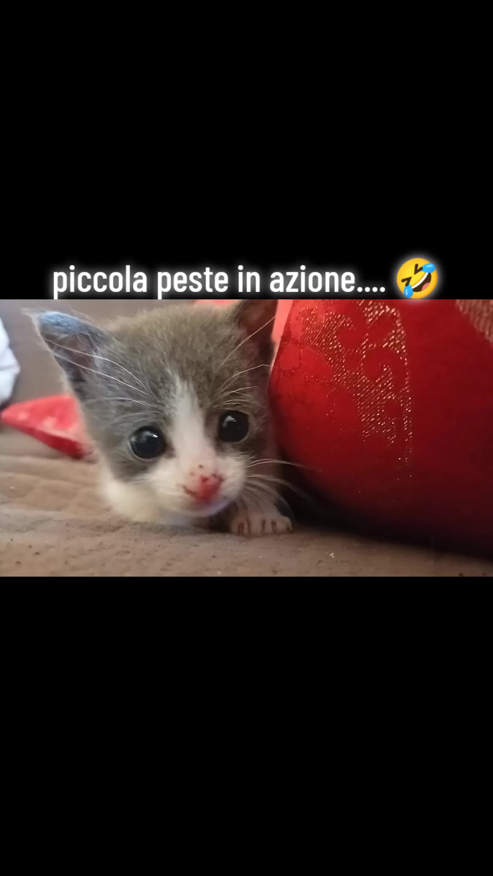 @Maria Salvatore