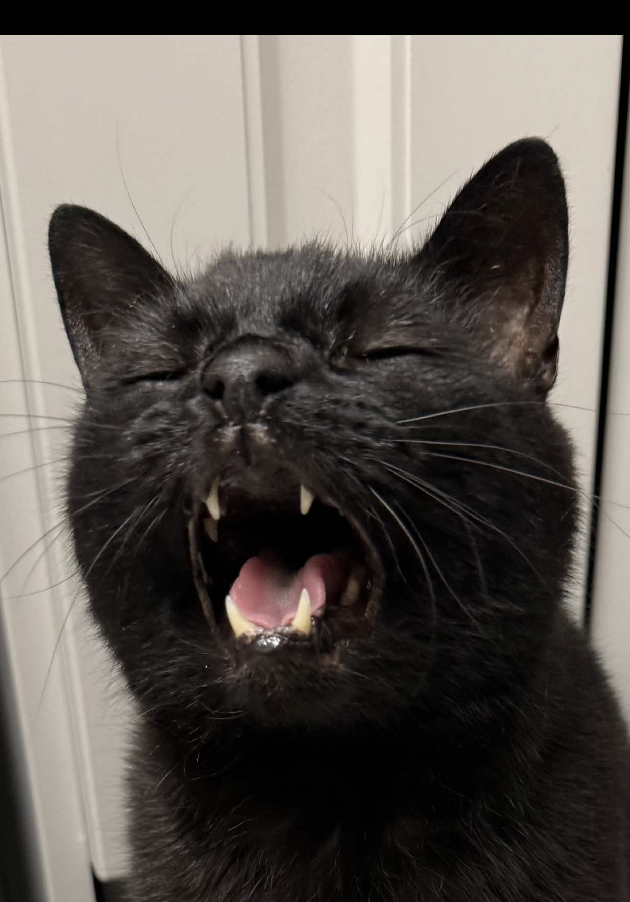@Teefie_tribe 🐈⬛🐈⬛🐈🦷🦷
