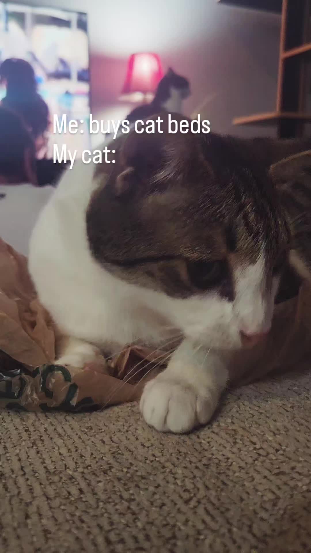 @9 Lives of Cat Chaos