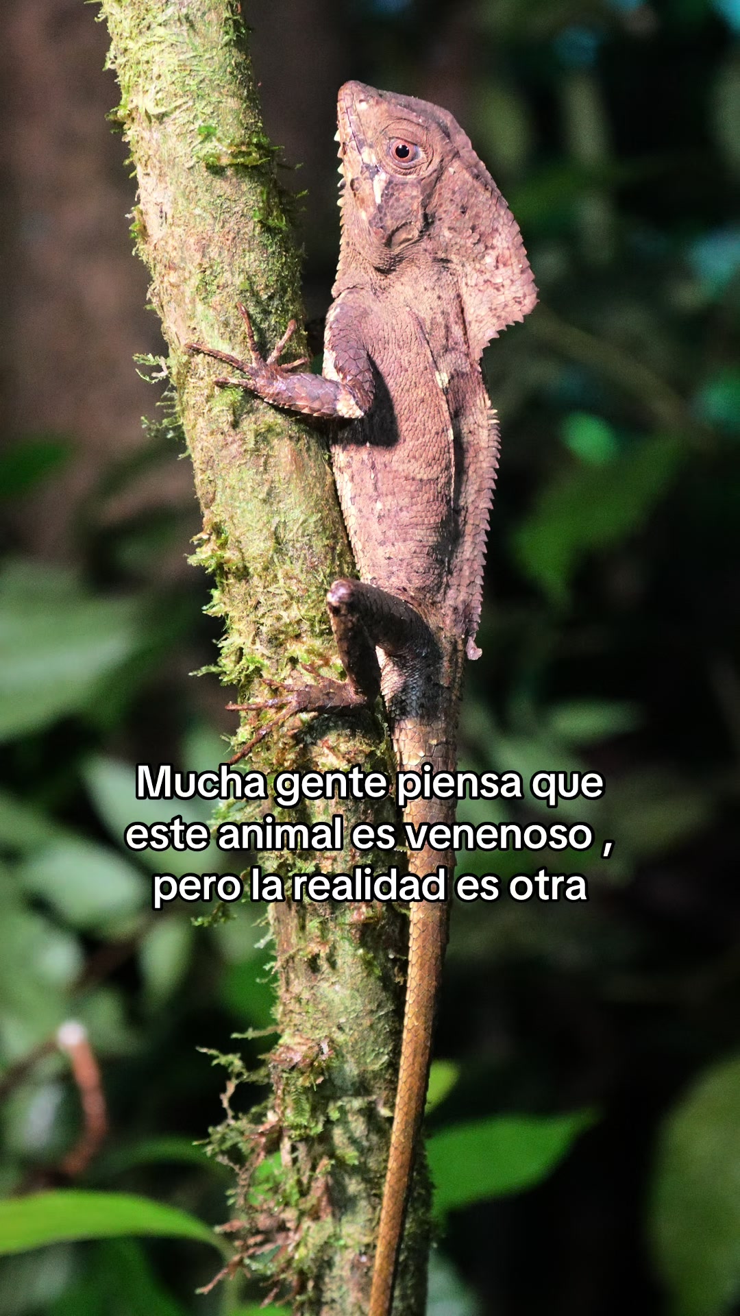 @Jair Herrera 🐆