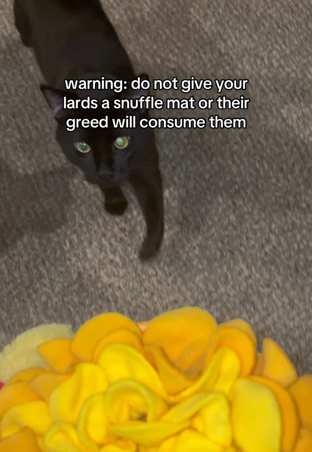 @Pickle 🐈⬛ & Izzy 🐅