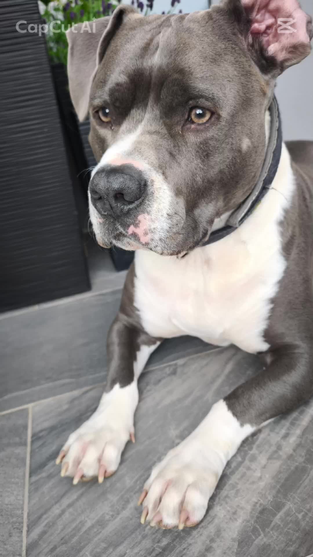 @Kampfschmusser_Nero🖤
