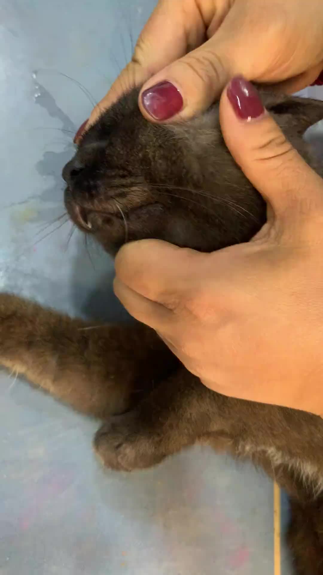 @CAT