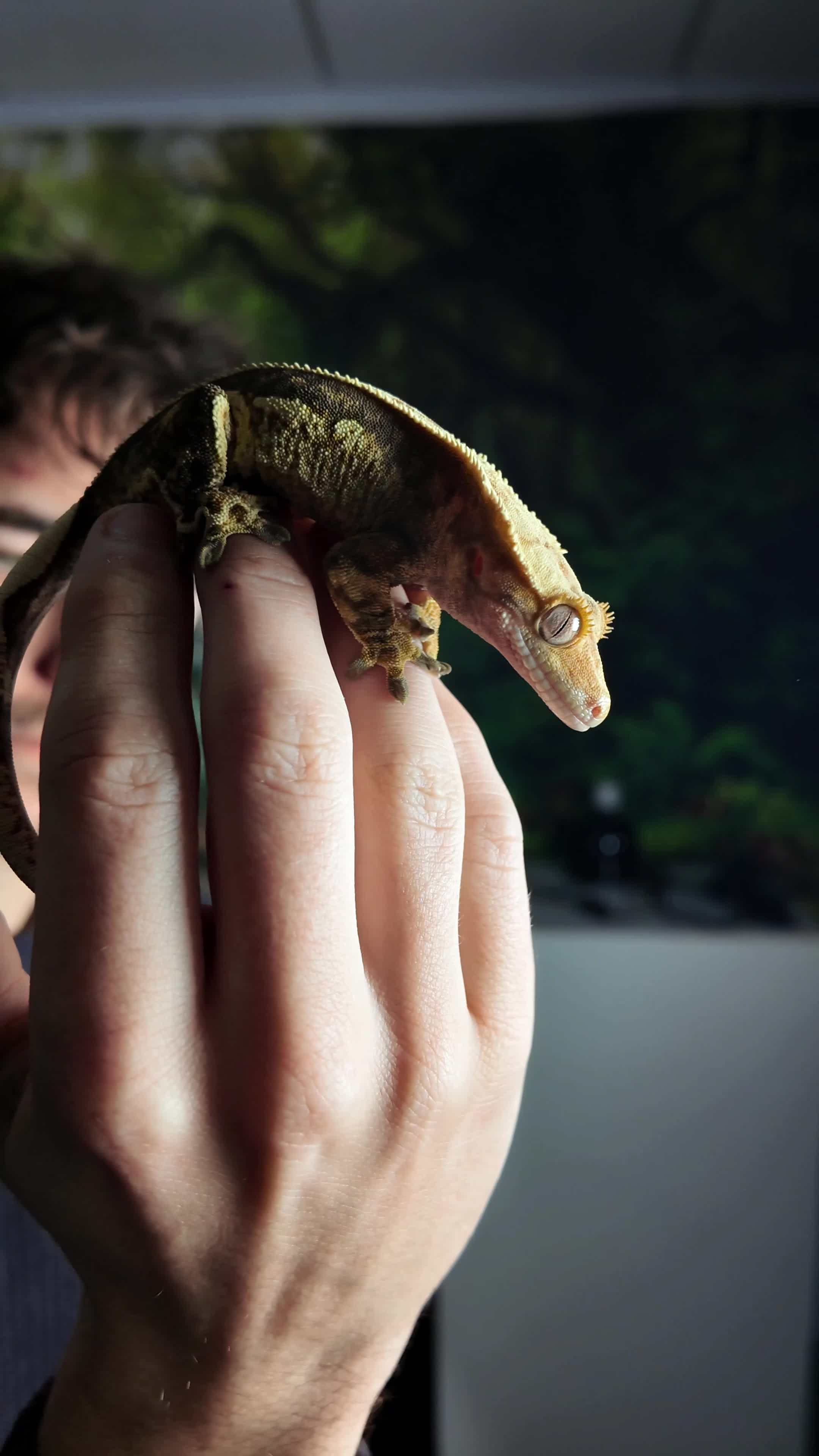 @prorep_reptile