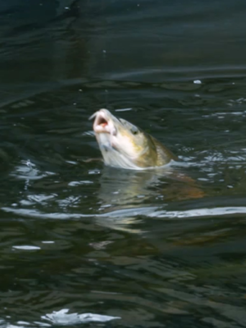 @Fishing TV