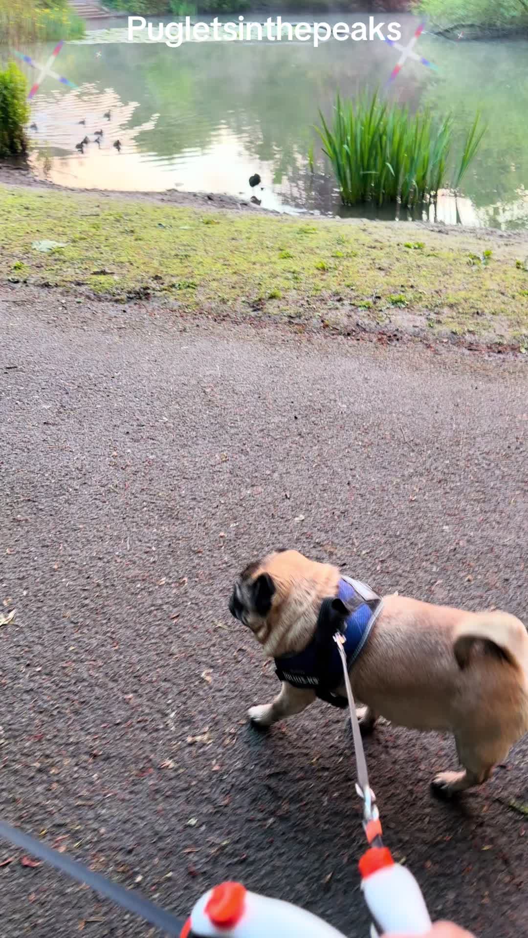 @Puglets in the peaks