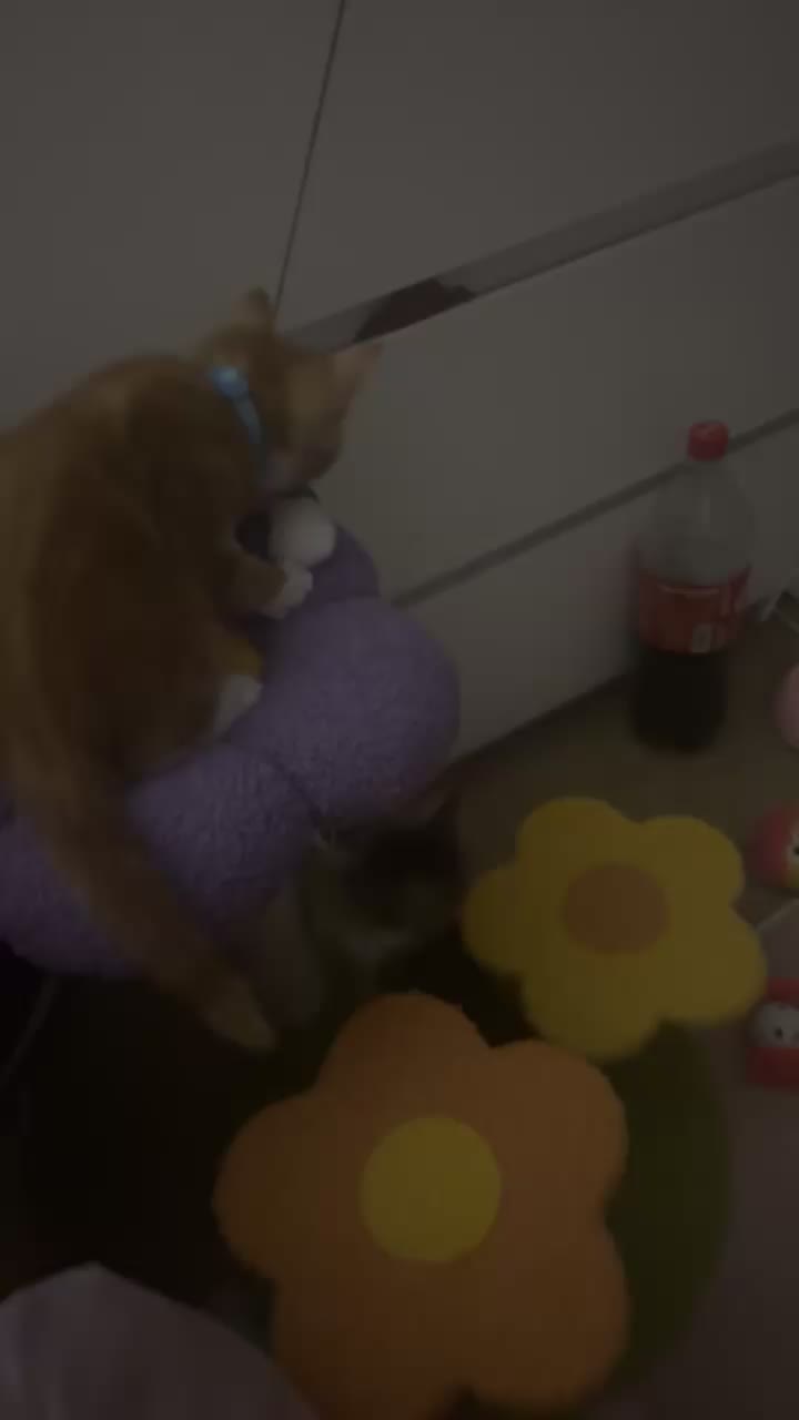 @ðâšRoxanneð«¶ðŒPjQueenâšð