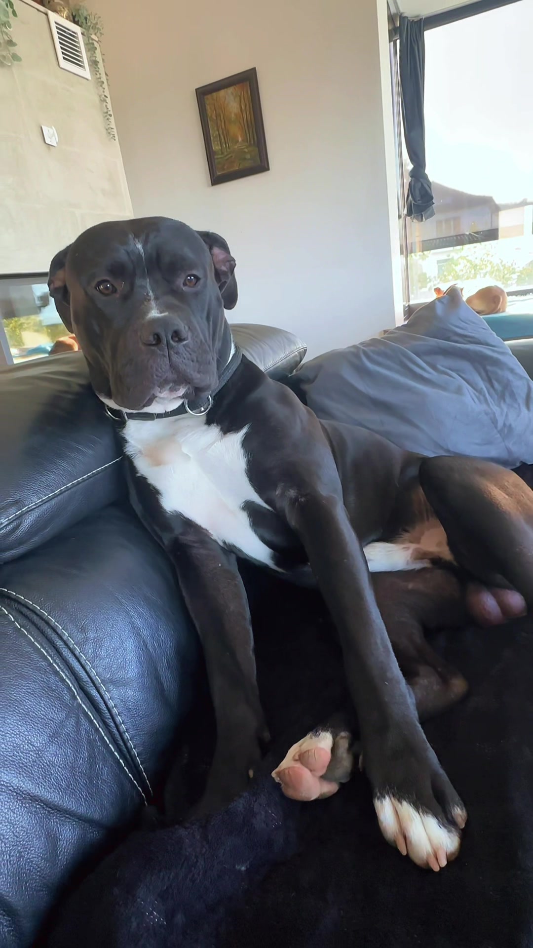 @Amstaff Tyson & Tayna &hearts;️