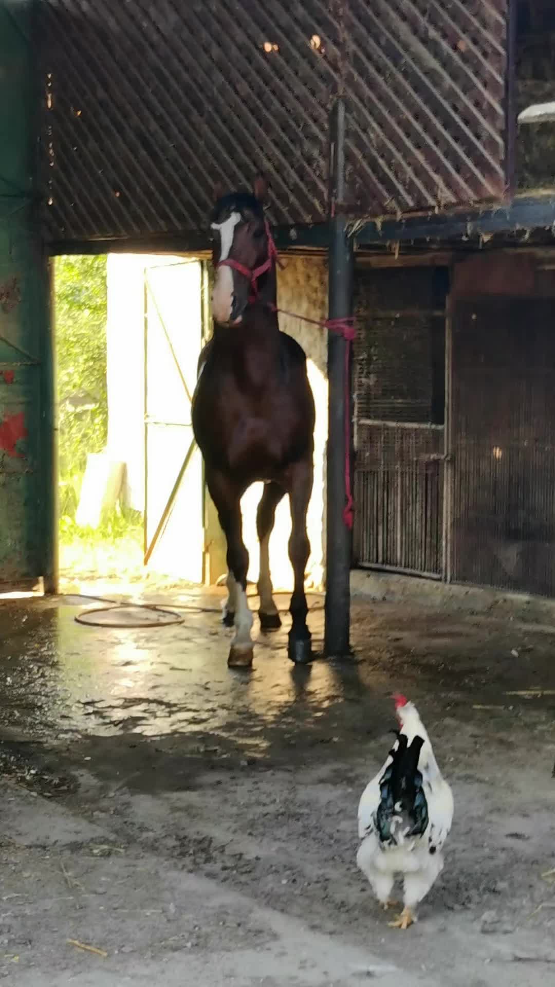 @Jady🐴