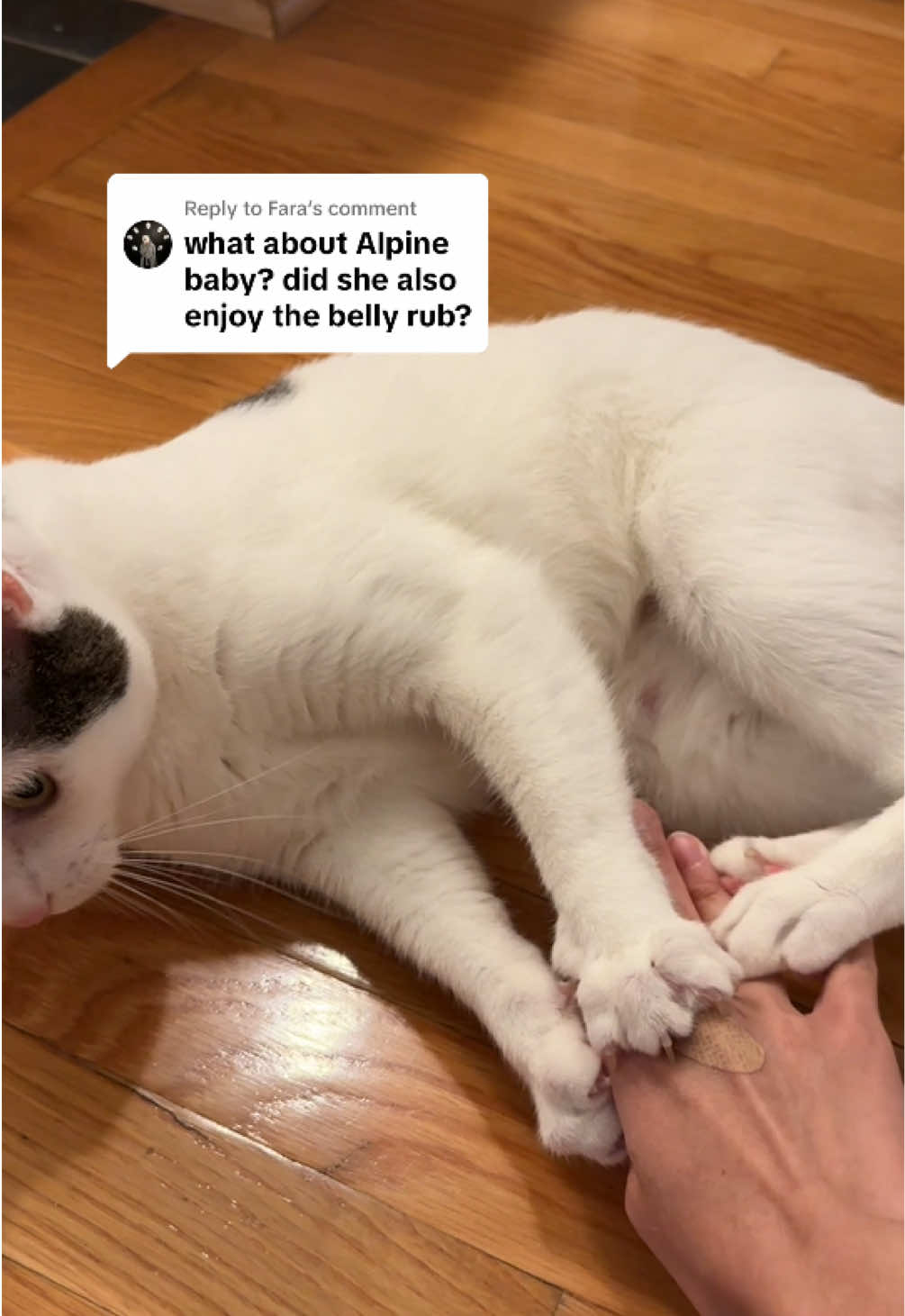 @Angel the Cat Mom