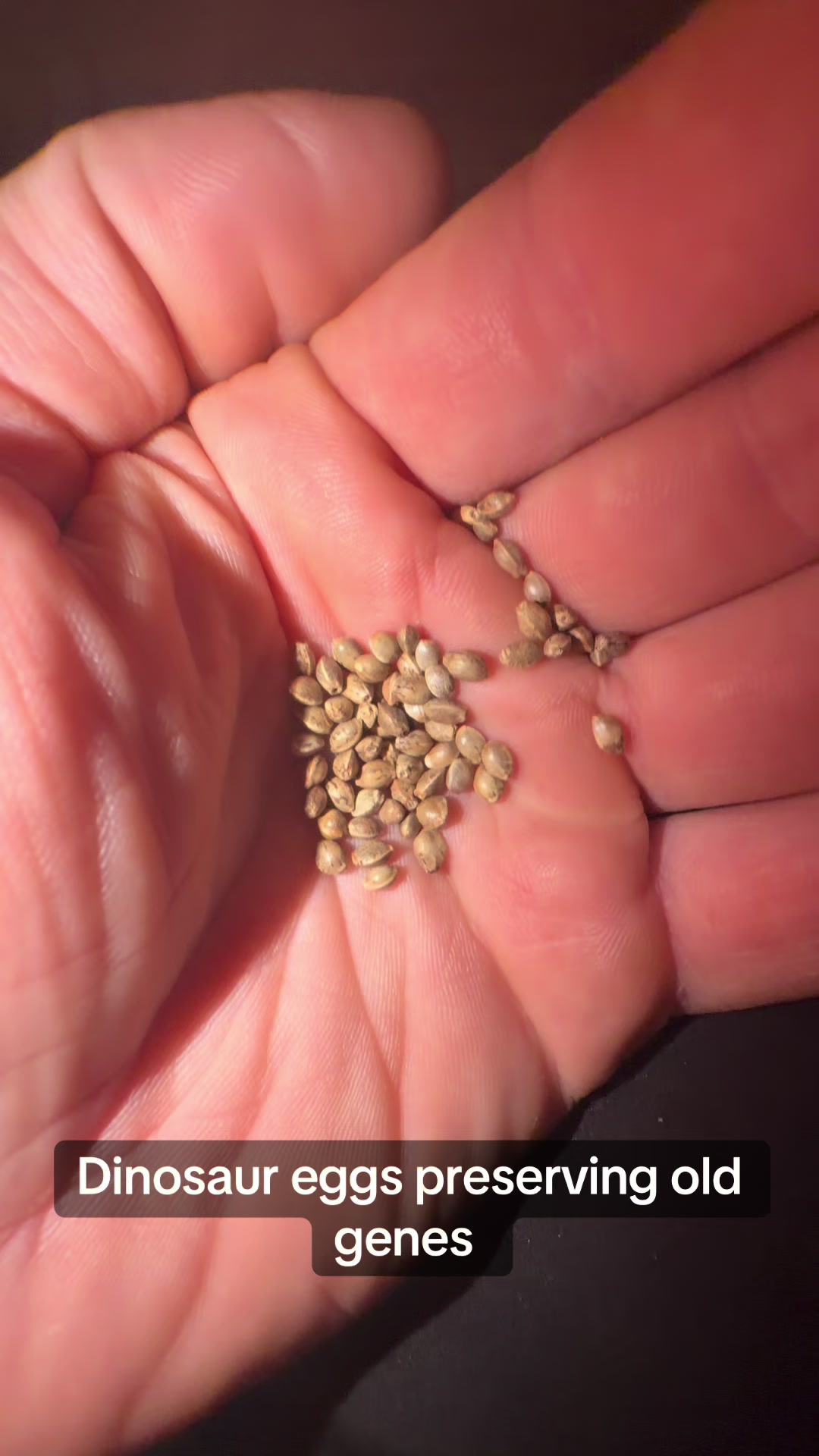 @SEEDTIVA