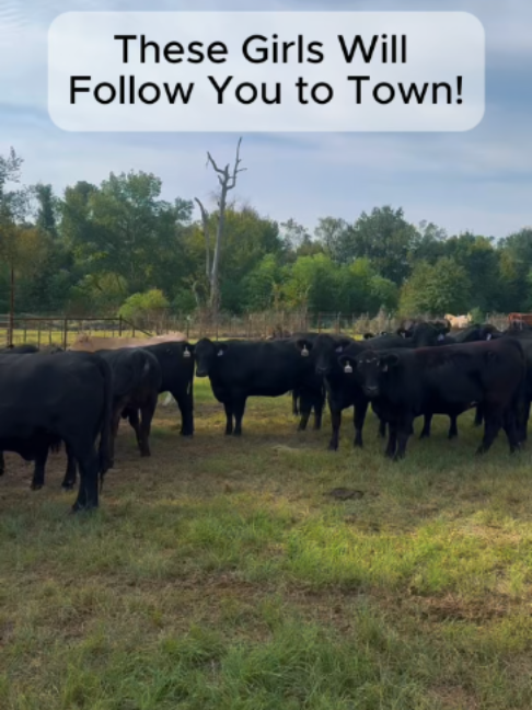 @Rutherford Land and Cattle
