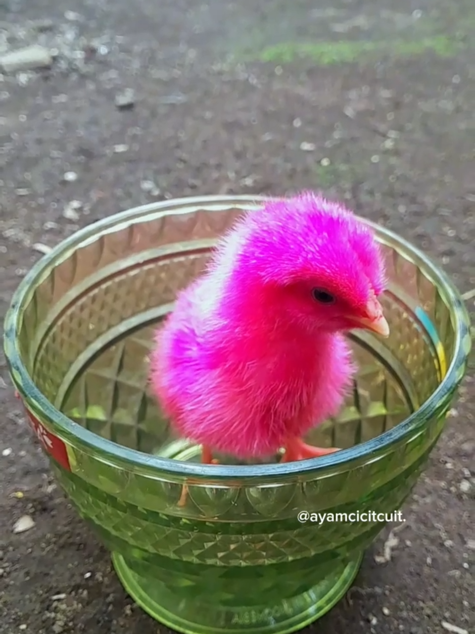 @Ayam Cicit Cuit
