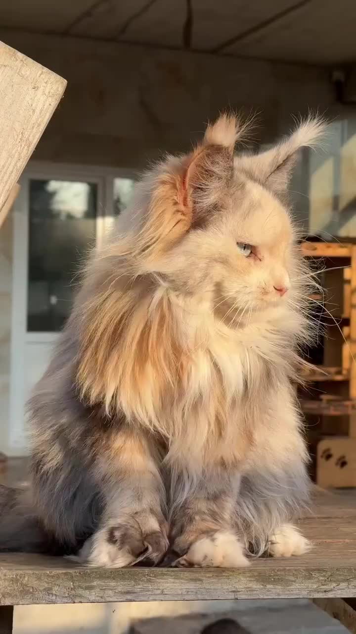 @Maine Coon Kittens