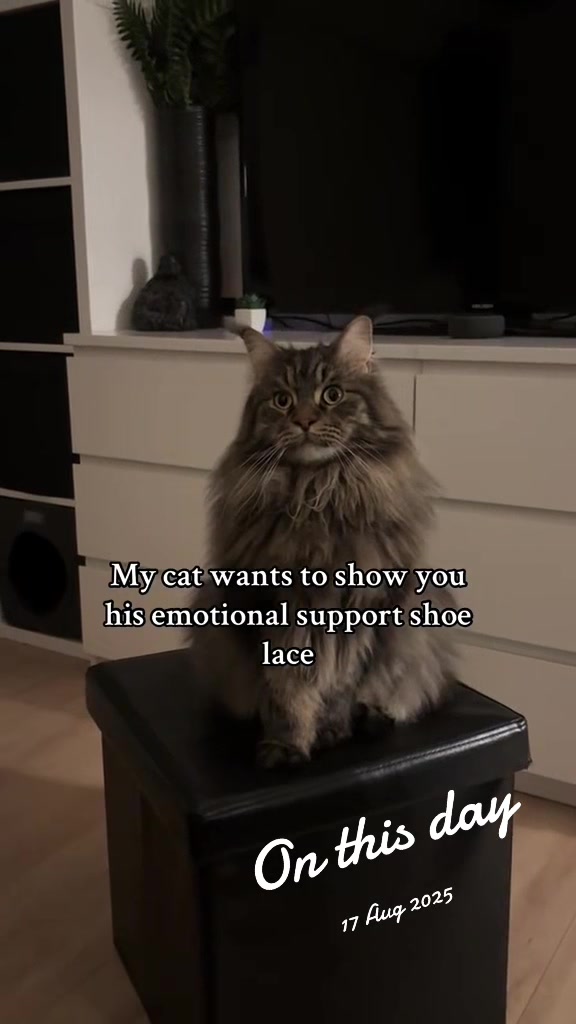 @Gus & Sully Maine Coon Boys