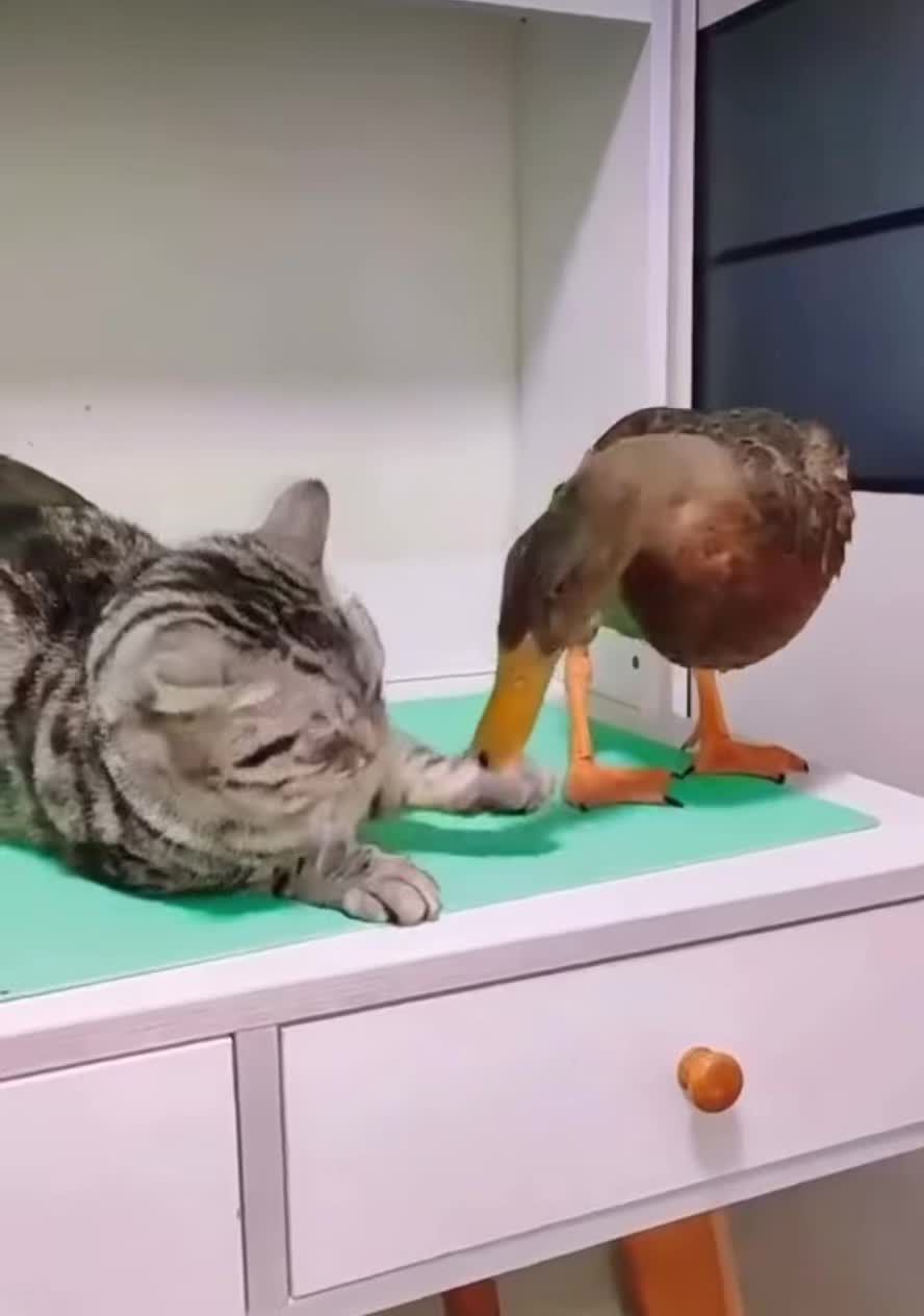 @Hairyballs445