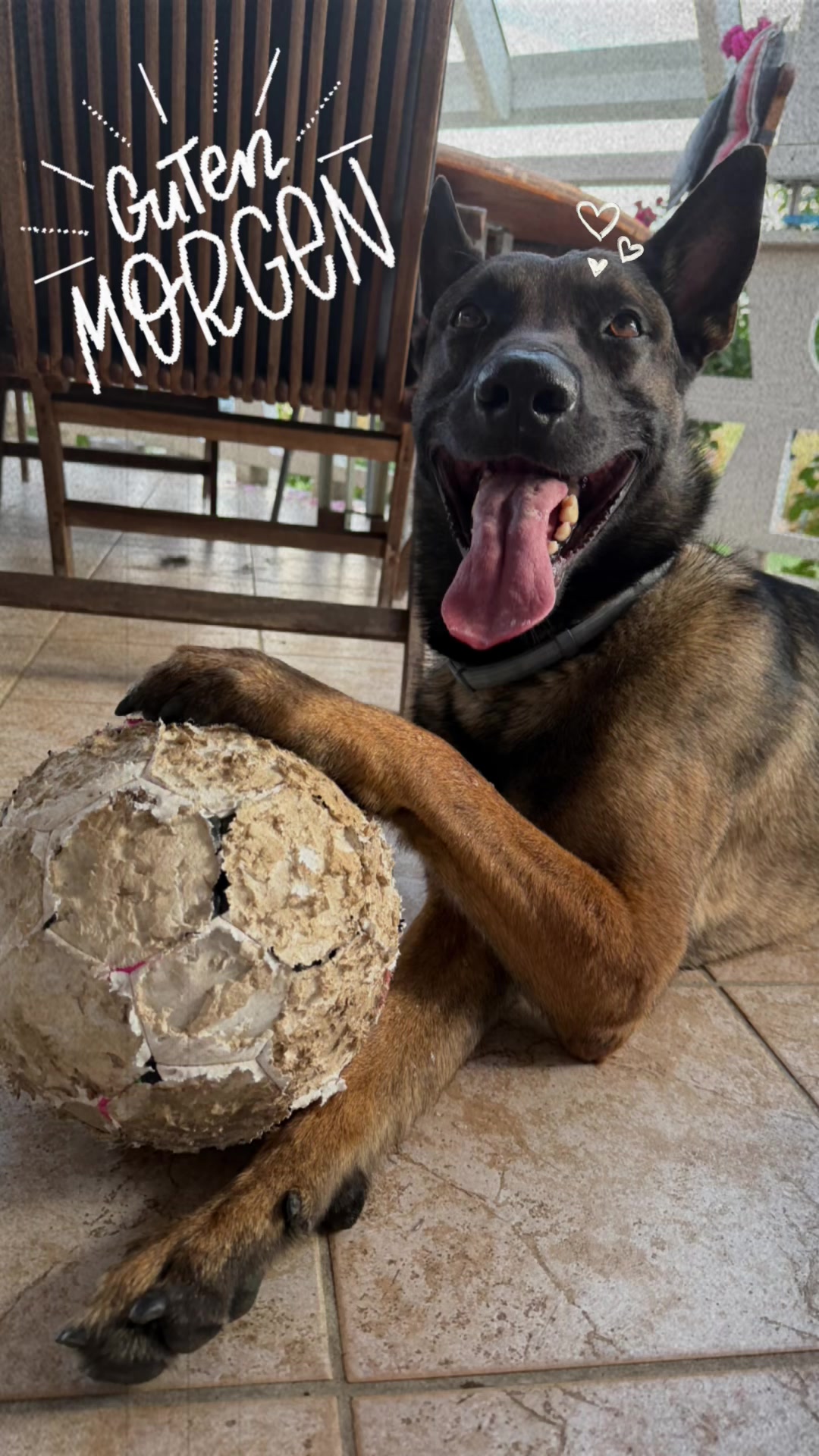 @malinois_und_ich