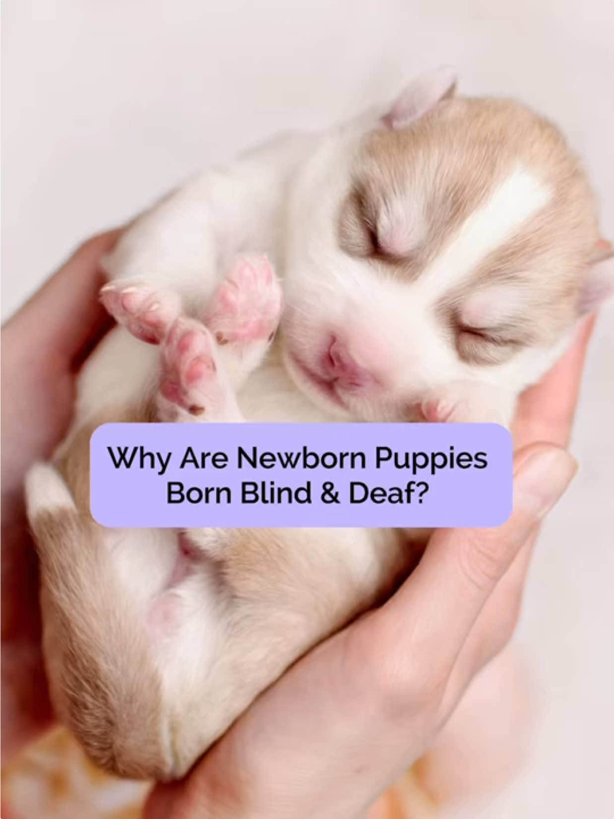 @Tracey | Breeder Mentor