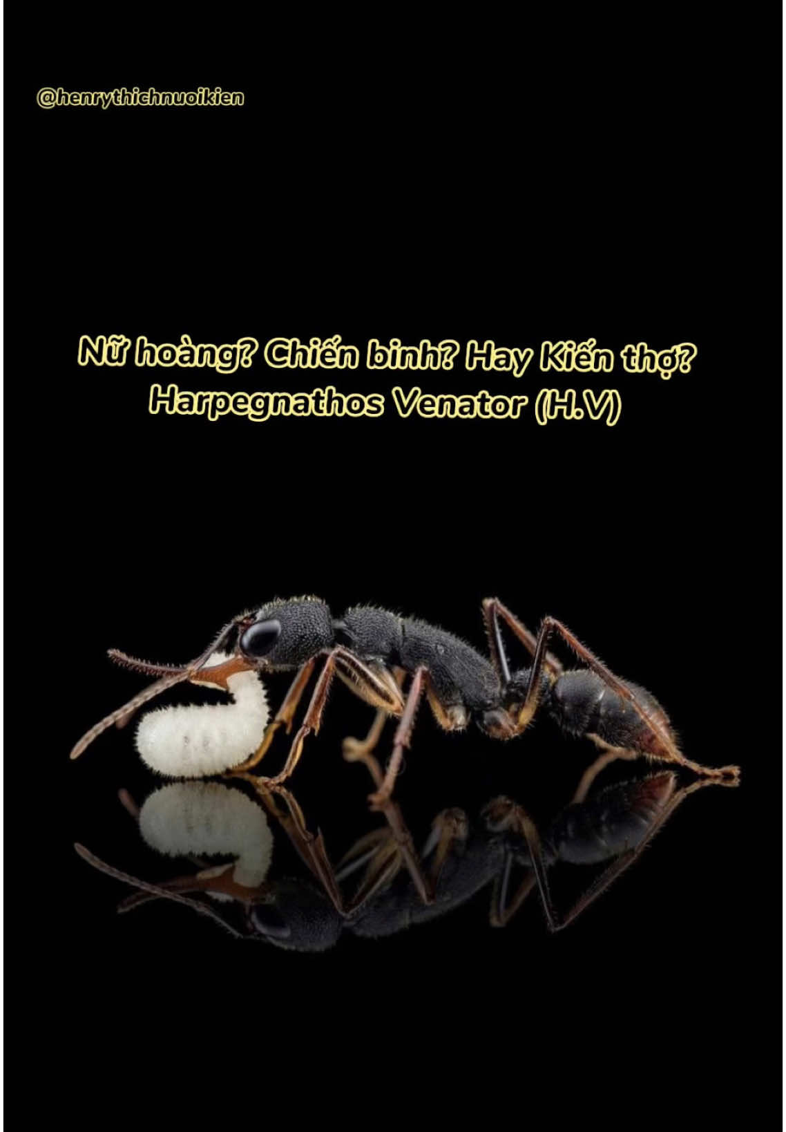 @Henry Thích Nuôi Kiến 🐜