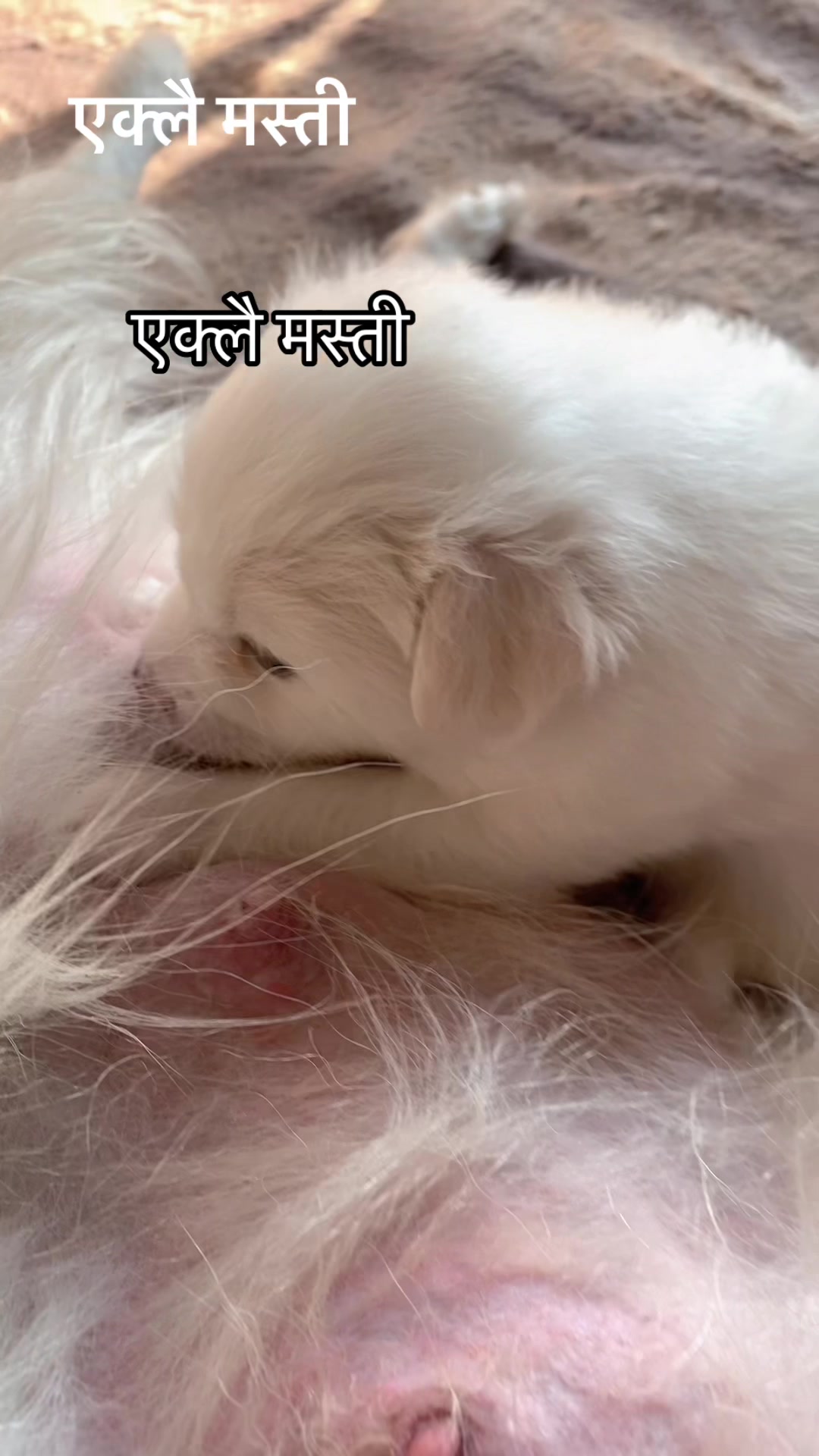 @SEET SAI🌹🌹