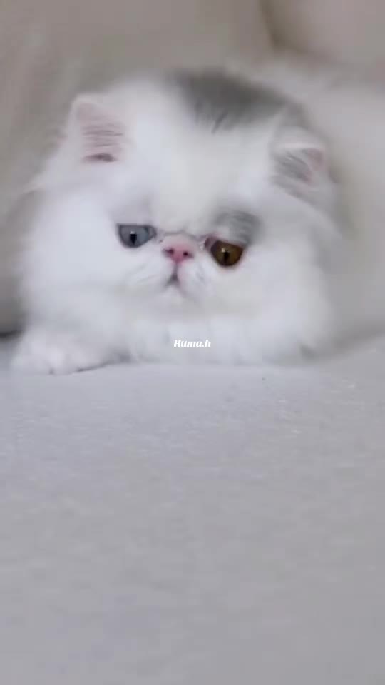 @_Humah_