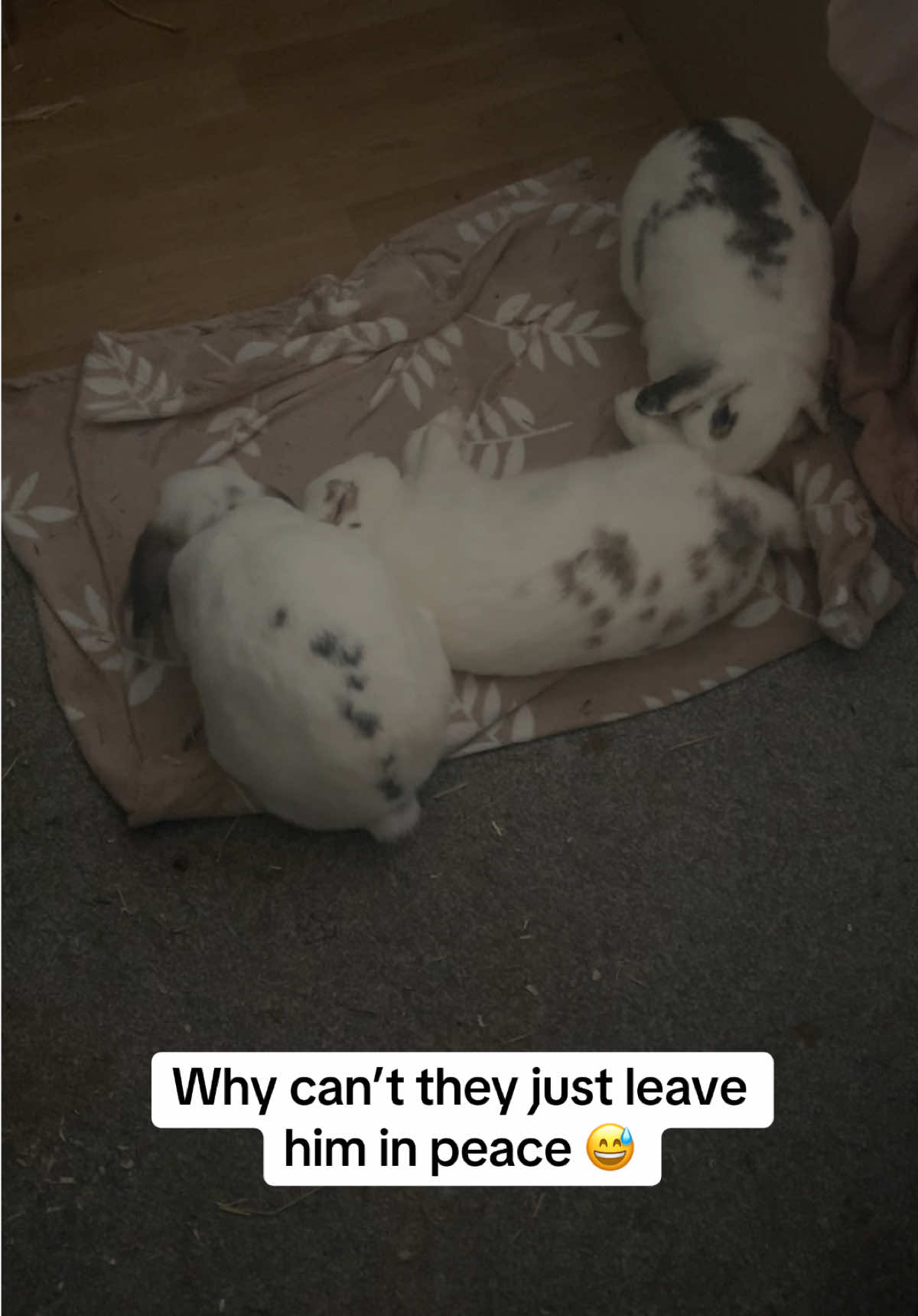 @Bun, two, three, four