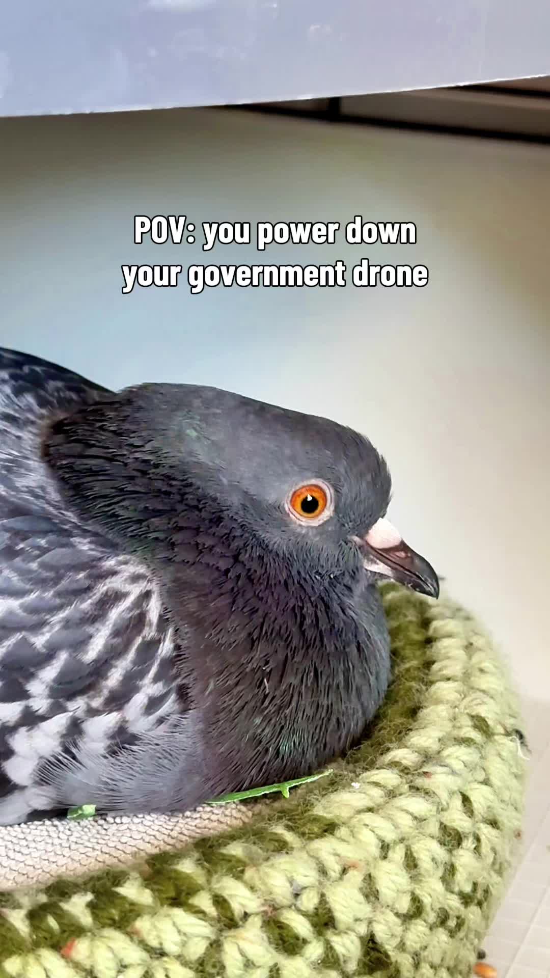 @Fidge the Pidge
