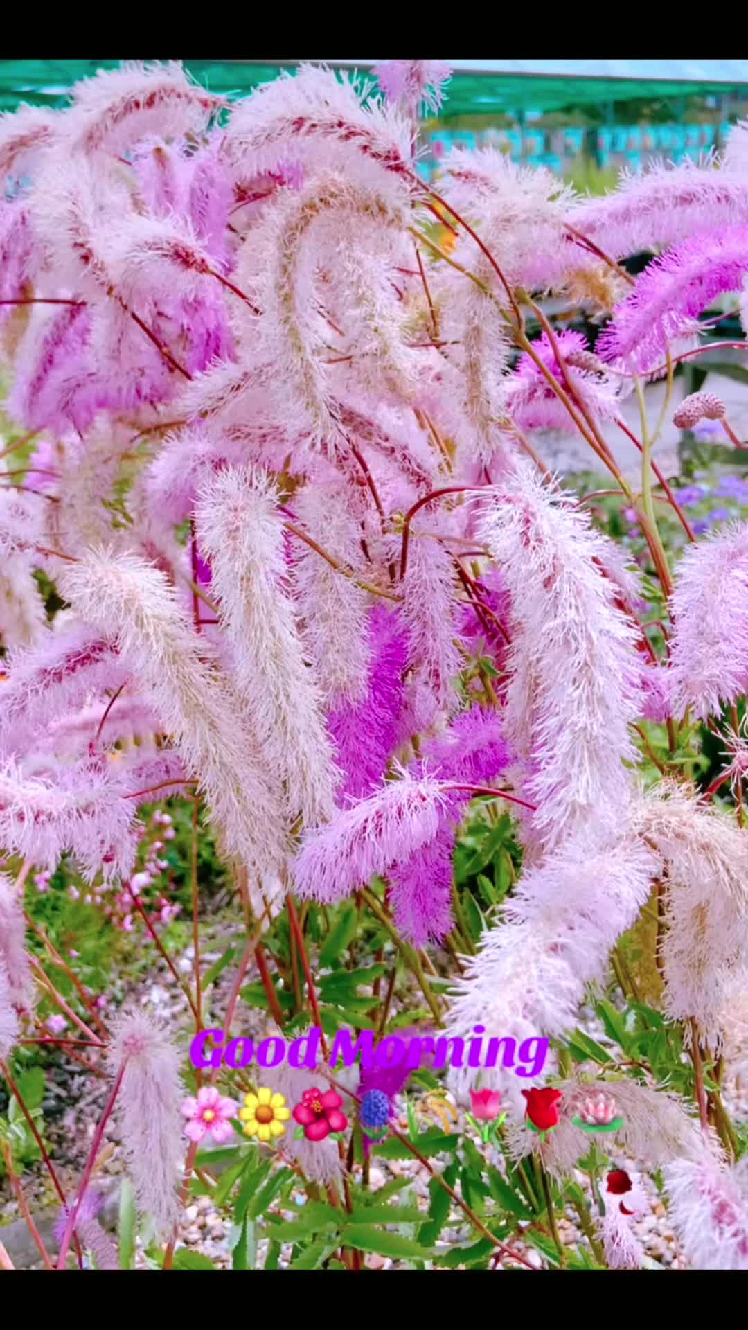 @JANJUA🥀