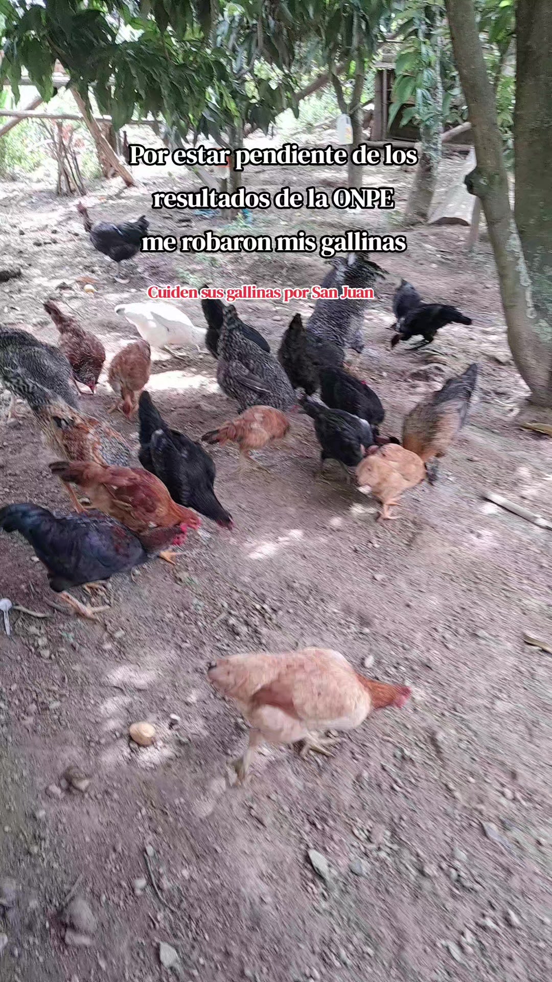 @Calichin🦭