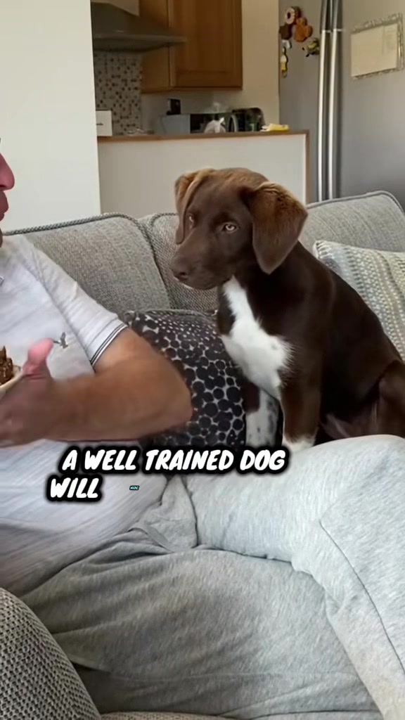 @Kali the Collie Labrador